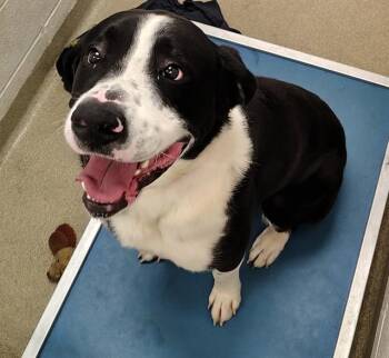 Mastiff and Mixed Breed Dogs Available for Adoption in St. Louis, Missouri - REX | PetCurious
