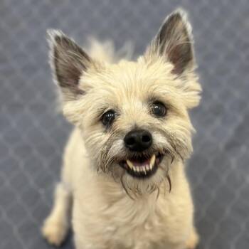 Conan -  Terrier and Mixed Breed Dog for Adoption in Kanab, Utah - Conan | PetCurious