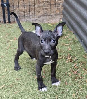 Mirage -  Labrador Retriever and Whippet Dog for Adoption in Apache Junction, Arizona - Mirage | PetCurious