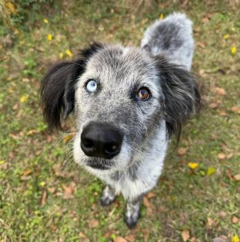 Catahoula Leopard Dog and Australian Shepherd Dogs Available for Adoption - Shaggy | PetCurious