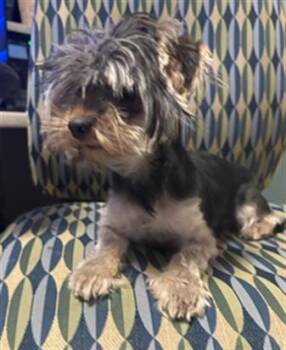 Yorkshire Terrier Dogs Available for Adoption in Plano, Texas - Lucy A217508 | PetCurious