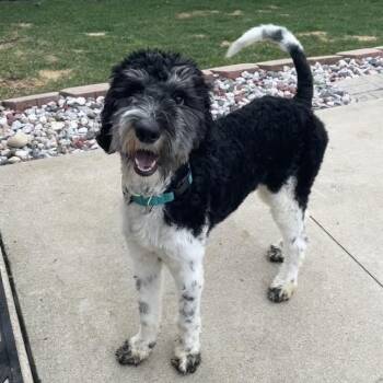 Poodle Dogs Available for Adoption - Dude Perfect | PetCurious