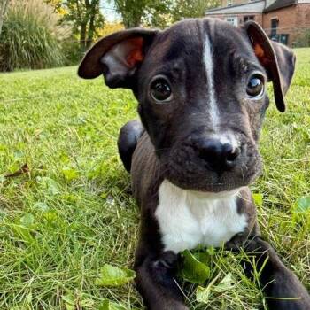 Gabagool -  Pit Bull Terrier Dog for Adoption in Dayton, Ohio - Gabagool | PetCurious