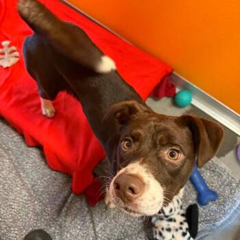 Baby Girl -  Border Collie and Mixed Breed Dog for Adoption in Wilmington, Delaware - Baby Girl | PetCurious