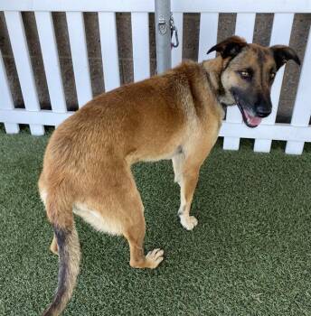 Belgian Shepherd Malinois and Mixed Breed Dogs Available for Adoption in Modesto, California - NOORI | PetCurious