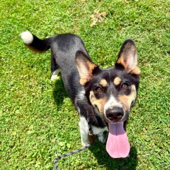 Ripley -  Mixed Breed Dog for Adoption in Huntington, West Virginia - Ripley | PetCurious
