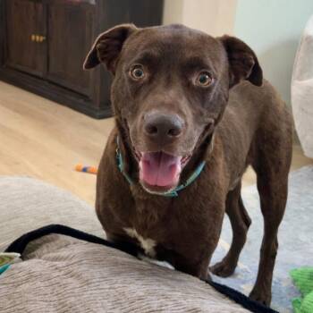 Myles Carter -  Chocolate Labrador Retriever and Mixed Breed Dog for Adoption in Abbotsford, British Columbia - Myles Carter | PetCurious