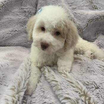 Aries -  Miniature Poodle Dog for Adoption in Phoenix, Arizona - Aries | PetCurious