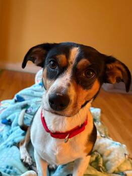 Rescue Dachshund and Beagle Dogs for Adoption in Wappingers Falls, New York - Rosey | PetCurious