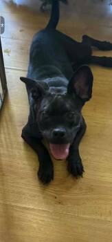 Trixie -  Boxer and Chihuahua Dog for Adoption in Monticello, New York - Trixie | PetCurious