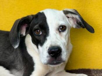Easton -  Pit Bull Terrier and Mixed Breed Dog for Adoption in Portland, Oregon - Easton | PetCurious