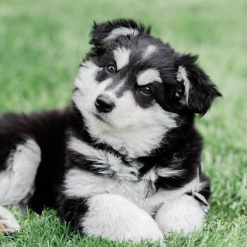 Siberian Husky Dogs Available for Adoption in Brantford, Ontario - Nova | PetCurious