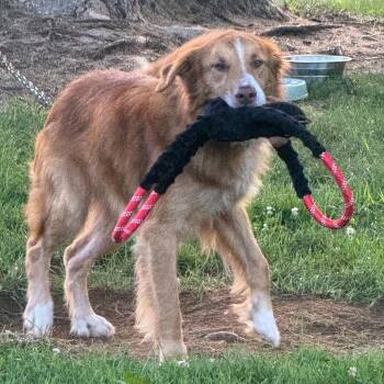 Rambo -  Mixed Breed Dog for Adoption in Asheville, North Carolina - Rambo | PetCurious