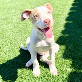 Dolly -  Hound Dog for Adoption in La Grange, Kentucky - Dolly | PetCurious
