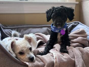 Luna -  Maltese and Poodle Dog for Adoption in Greenbelt, Maryland - Luna | PetCurious