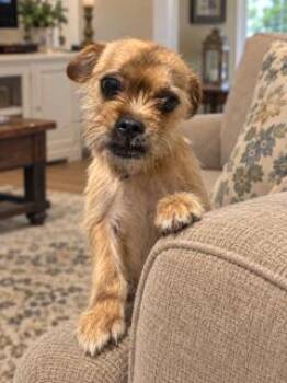 Murray -  Cairn Terrier and Brussels Griffon Dog for Adoption in Tifton, Georgia - Murray | PetCurious