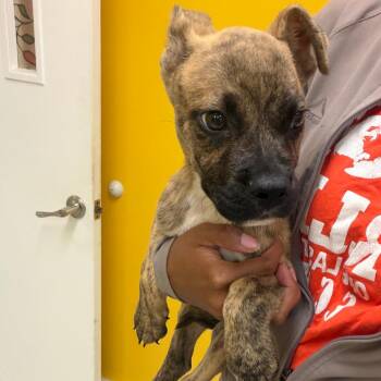 Stray #1 -  Boxer Dog for Adoption in Clarksdale, Mississippi - Stray #1 | PetCurious