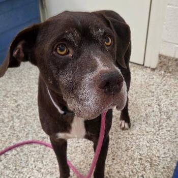Esme -  Mixed Breed Dog for Adoption in Auburn, Alabama - Esme | PetCurious