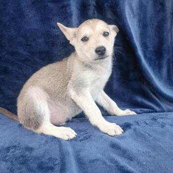 Rescue German Shepherd Dog Dogs for Adoption in Lucas, Texas - CARLISLE GS | PetCurious