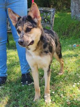German Shepherd Dog and Australian Shepherd Dogs Available for Adoption in Wetumpka, Alabama - 260400 Fallon | PetCurious