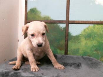 German Shepherd Dog and Mixed Breed Dogs Available for Adoption in Houston, Texas - A2078009 | PetCurious