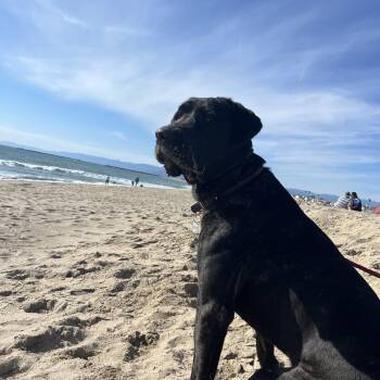 Rescue Mastiff Dogs for Adoption in Los Angeles, California - Betty | PetCurious