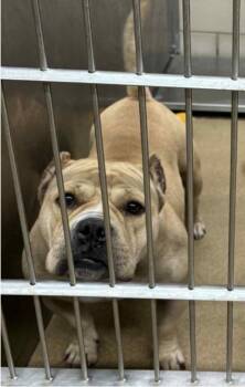 Rescue American Bully Dogs for Adoption in Saratoga Springs, New York - Norma | PetCurious