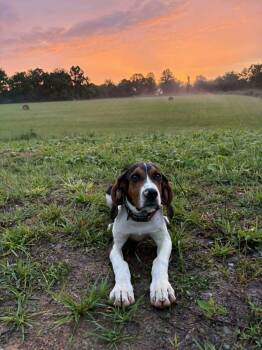 Bevy - Smart, Obedient -  Treeing Walker Coonhound Dog for Adoption in North Bay, Ontario - Bevy - Smart, Obedient | PetCurious