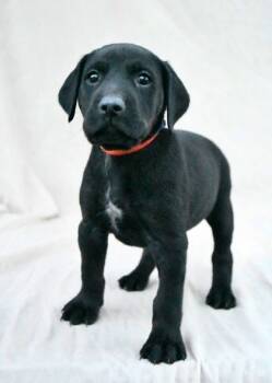 Rescue Labrador Retriever and Mixed Breed Dogs for Adoption in Morton Grove, Illinois - Linus | PetCurious