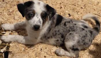 Australian Cattle Dog Blue Heeler Dogs Available for Adoption - Hayes | PetCurious