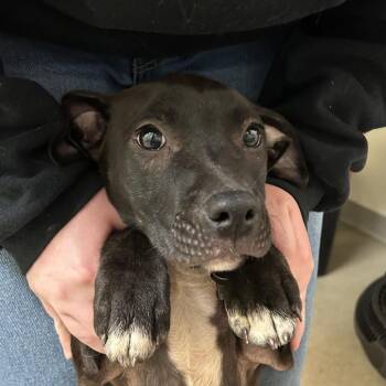 Labrador Retriever Dogs Available for Adoption in Lynchburg, Virginia - Miley | PetCurious