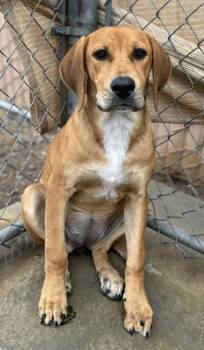 Rescue Coonhound and Mixed Breed Dogs for Adoption in Madera, California - Annie | PetCurious