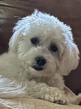 Maltese and Shih Tzu Dogs Available for Adoption in Prince Frederick, Maryland - Molly Kaye | PetCurious