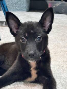 Bell -  Husky and Shepherd Dog for Adoption in Bella Vista, Arkansas - Bell | PetCurious