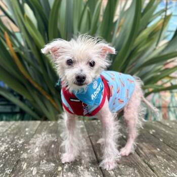 Carl -  Maltese and Terrier Dog for Adoption in Pacific Grove, California - Carl | PetCurious