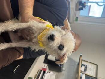 Chihuahua Dogs Available for Adoption in Salem, Ohio - Fettuccine | PetCurious