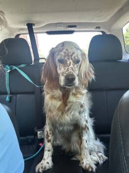 Available for Adoption - Casper (IL, USA) -  English Setter Dog for Adoption in Chelsea, Michigan - Available For Adoption - Casper (IL, USA) | PetCurious