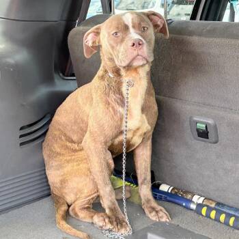 Pepper -  Pit Bull Terrier Dog for Adoption in West Chester, Pennsylvania - Pepper | PetCurious
