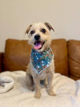 Nev Toy Box Queen -  Miniature Poodle and Jack Russell Terrier Dog for Adoption in Friendswood, Texas - Nev Toy Box Queen | PetCurious