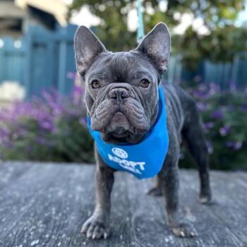 Rescue French Bulldog Dogs for Adoption in Pacific Grove, California - Mr. Toad | PetCurious