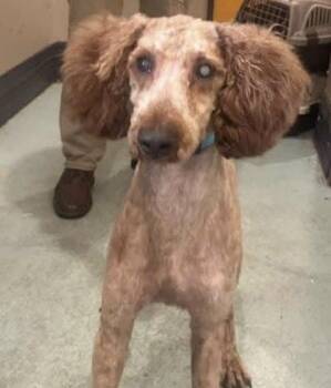 Stevie -  Poodle Dog for Adoption in Alden, New York - Stevie | PetCurious