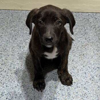 Captain Crunch -  Labrador Retriever and Australian Shepherd Dog for Adoption in San Diego, California - Captain Crunch | PetCurious