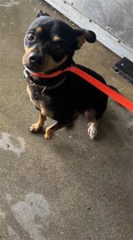 BANDIT -  Chihuahua Dog for Adoption in San Bernardino, California - BANDIT | PetCurious