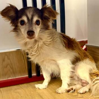 Binx 14632 -  Terrier and Chihuahua Dog for Adoption in San Francisco, California - Binx 14632 | PetCurious