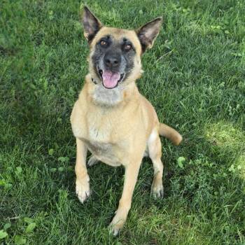 Rescue Belgian Shepherd Malinois Dogs for Adoption in Waterloo, Iowa - Sasha | PetCurious
