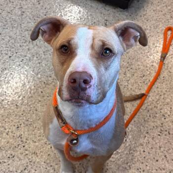 Pit Bull Terrier and Mixed Breed Dogs Available for Adoption - Daisy | PetCurious