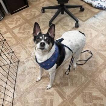 Rat Terrier Dogs Available for Adoption in Worcester, Massachusetts - Gracie | PetCurious