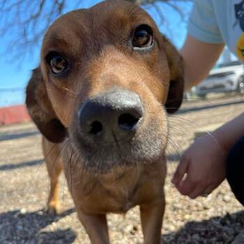Basset Hound and Labrador Retriever Dogs Available for Adoption - Jack D11067 | PetCurious