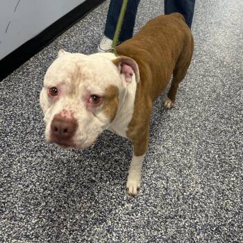 Hamburger Helper -  Mixed Breed Dog for Adoption in Binghamton, New York - Hamburger Helper | PetCurious