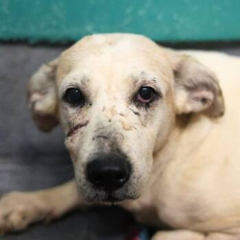 Hound Dogs Available for Adoption - A795196 | PetCurious